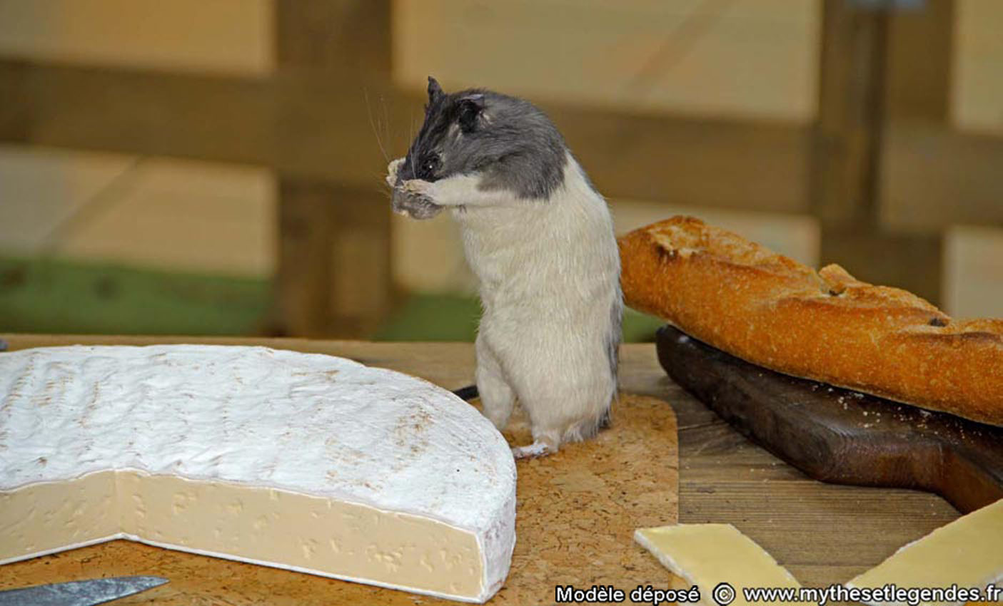 Exhibition The legend of King Arthur (200) Rat nibbling some cheese